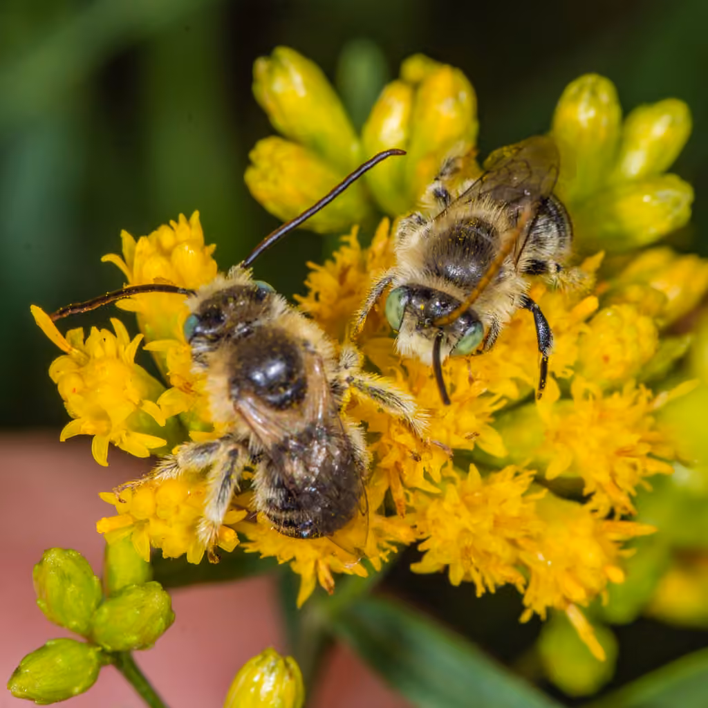 Abeille de Drury, photo 3 sur 5