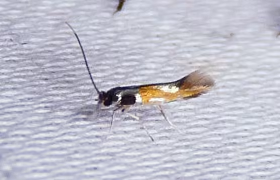 Leucanthiza amphicarpeaefoliella, photo 1 of 5