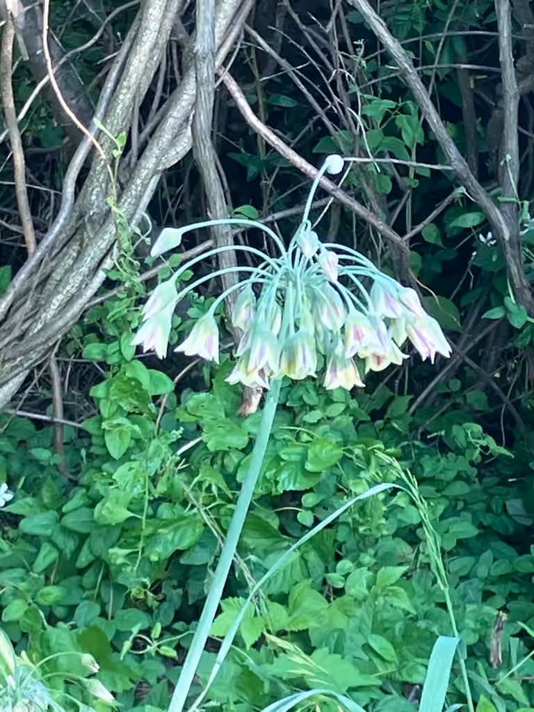 Honey Garlic, In flower