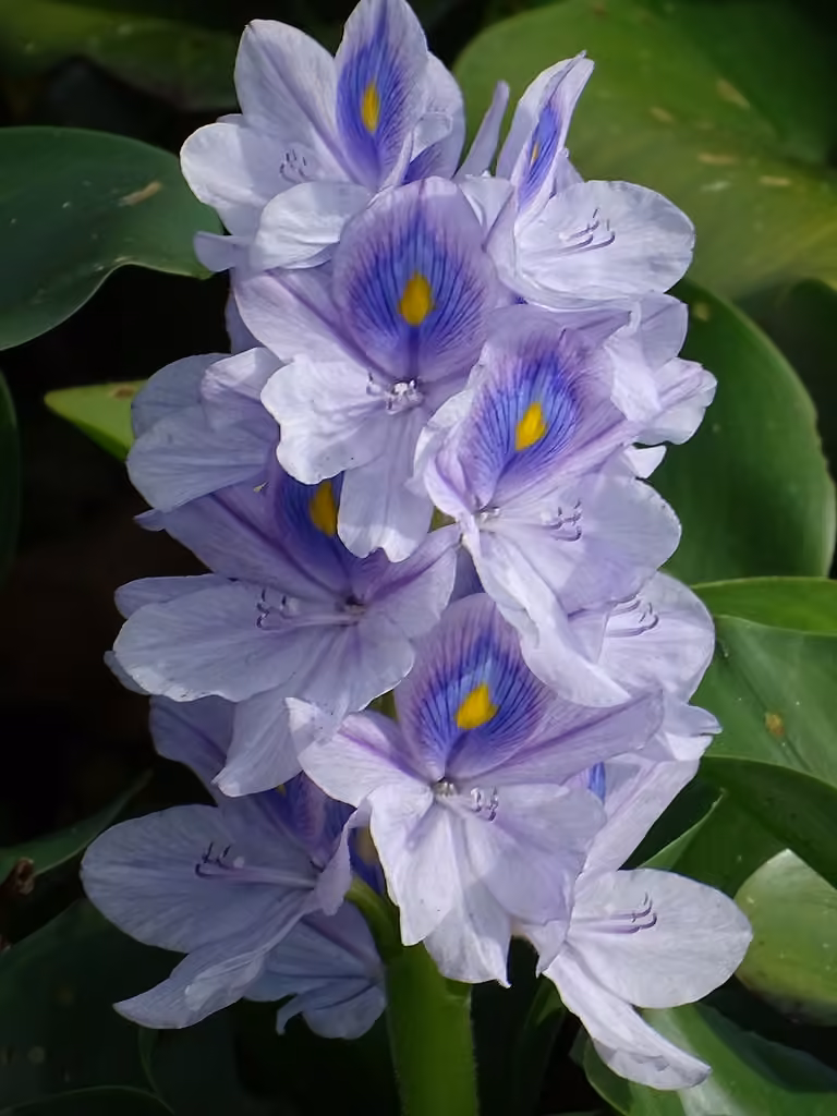 Jacinthe d'eau