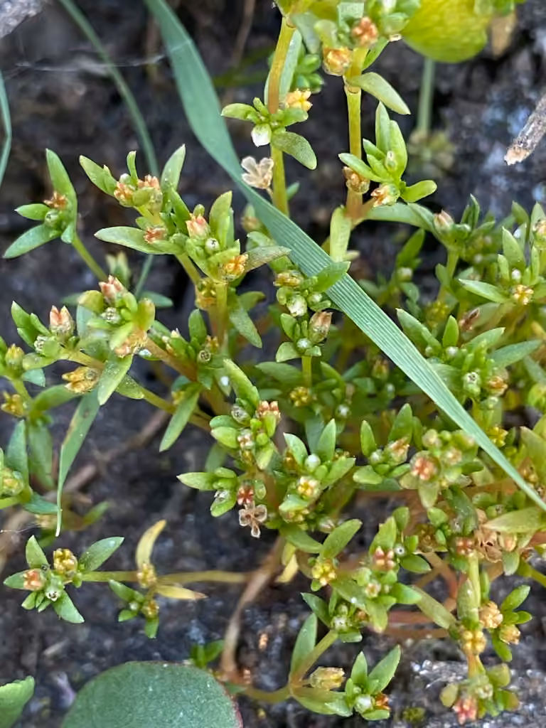Water pygmyweed, In flower