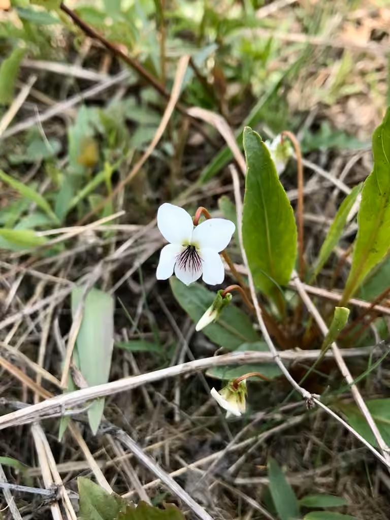 Bog white violet, Flower buds