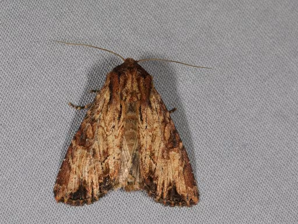 Wood-colored Apamea Moth, Adulte