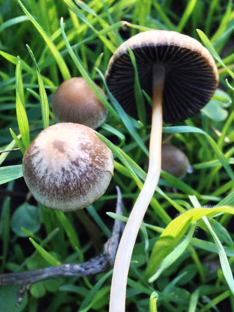 Psathyrelle gracile, photo 2 sur 5