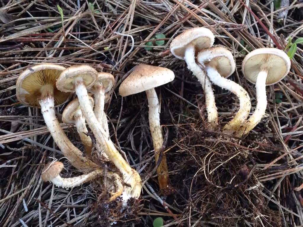 Terrestrial Scalycap, photo 3 of 5
