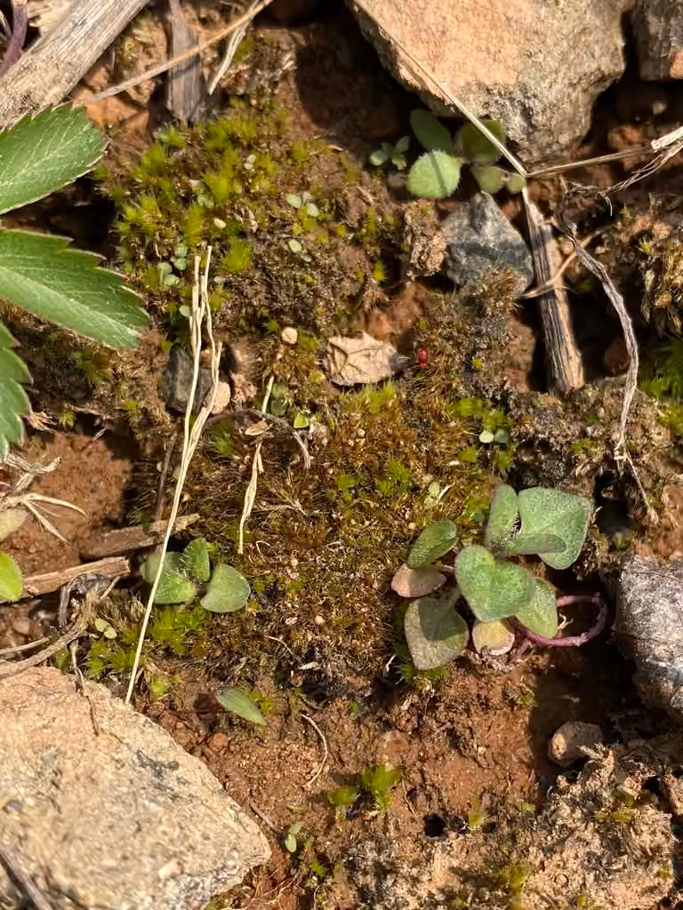 Awl-leaved Earth-moss, photo 3 of 5