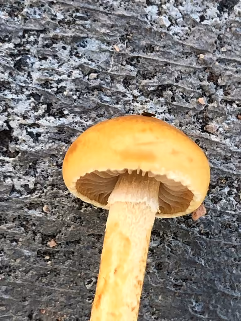Common Fieldcap, photo 2 of 5