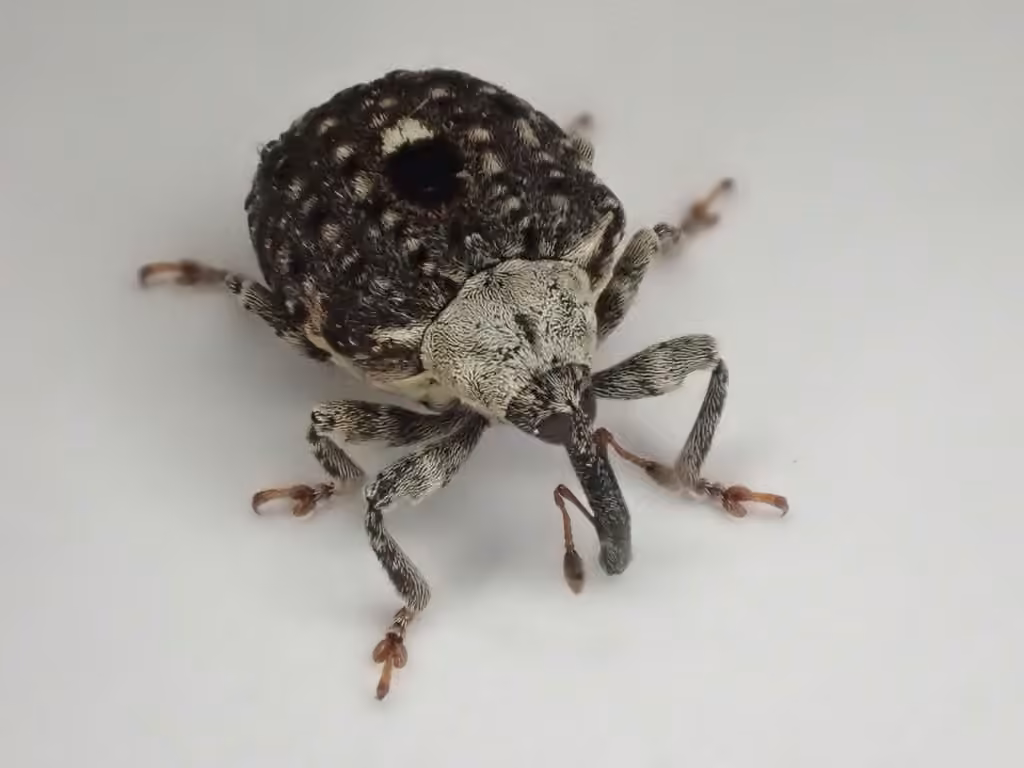 Common Figwort Weevil, photo 1 of 5