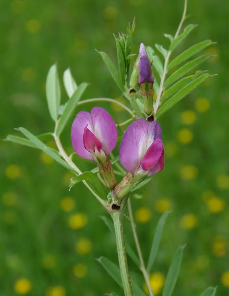Garden vetch