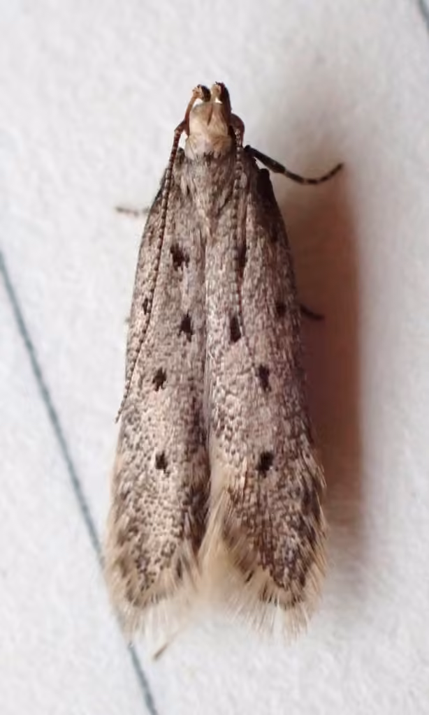 Five-spotted Twirler Moth, Adult