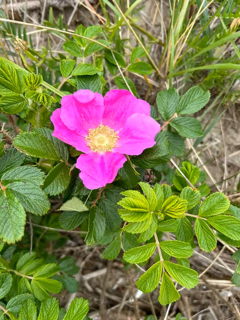 Rosier rugueux, En fleurs