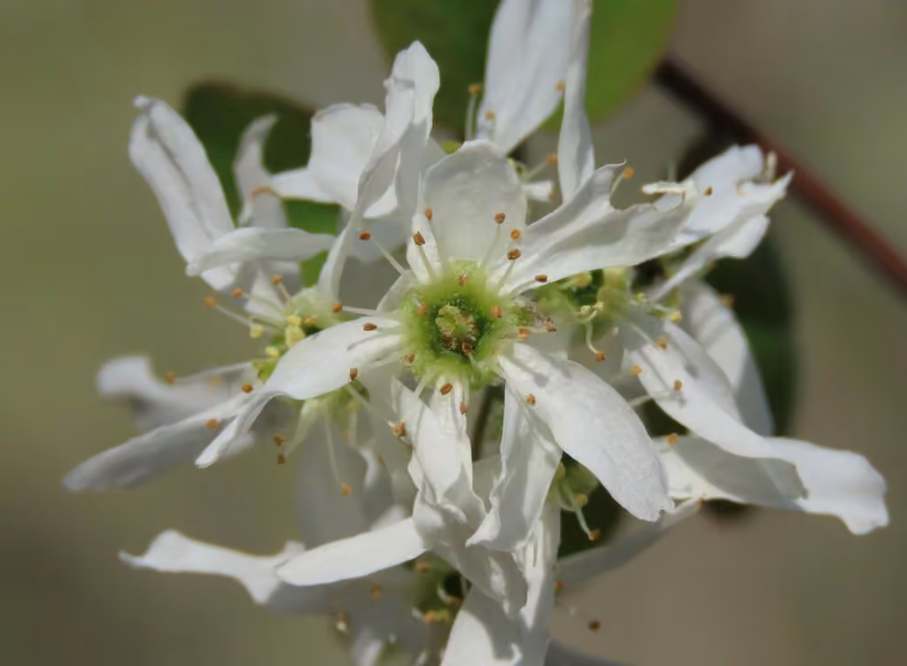 Pacific serviceberry, photo 1 of 5