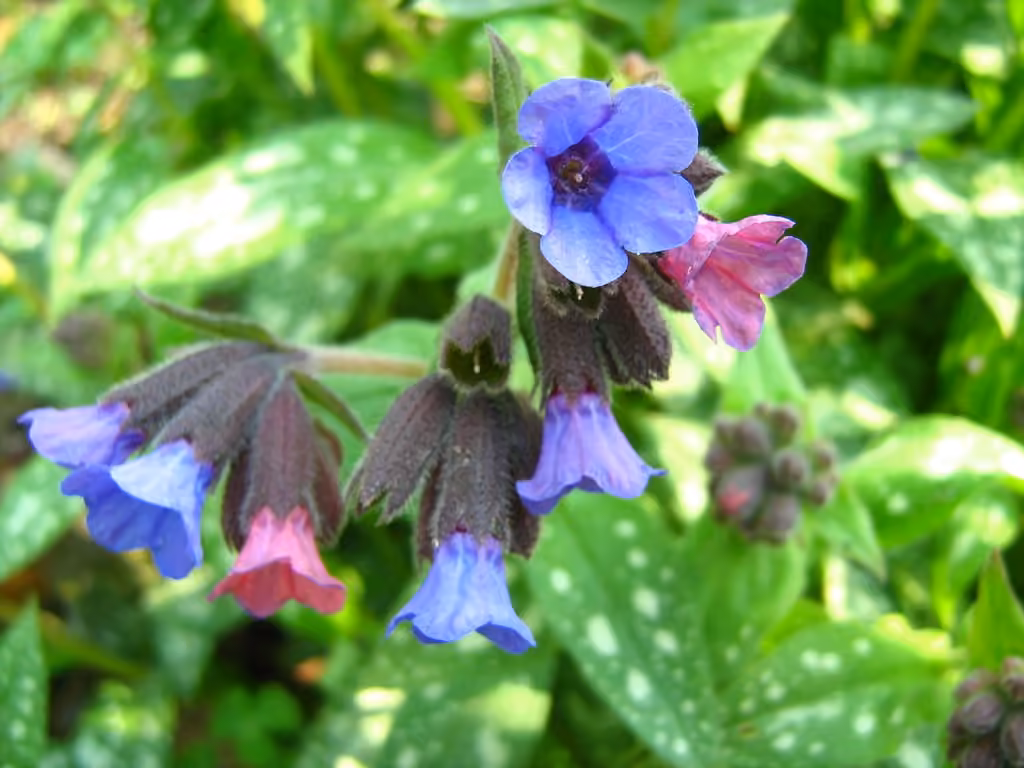 Pulmonaire officinale, photo 1 sur 5