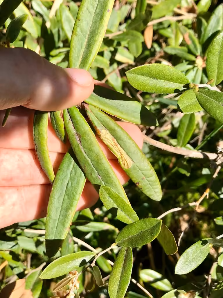 Labrador Tea Leaf Miner, Pupa