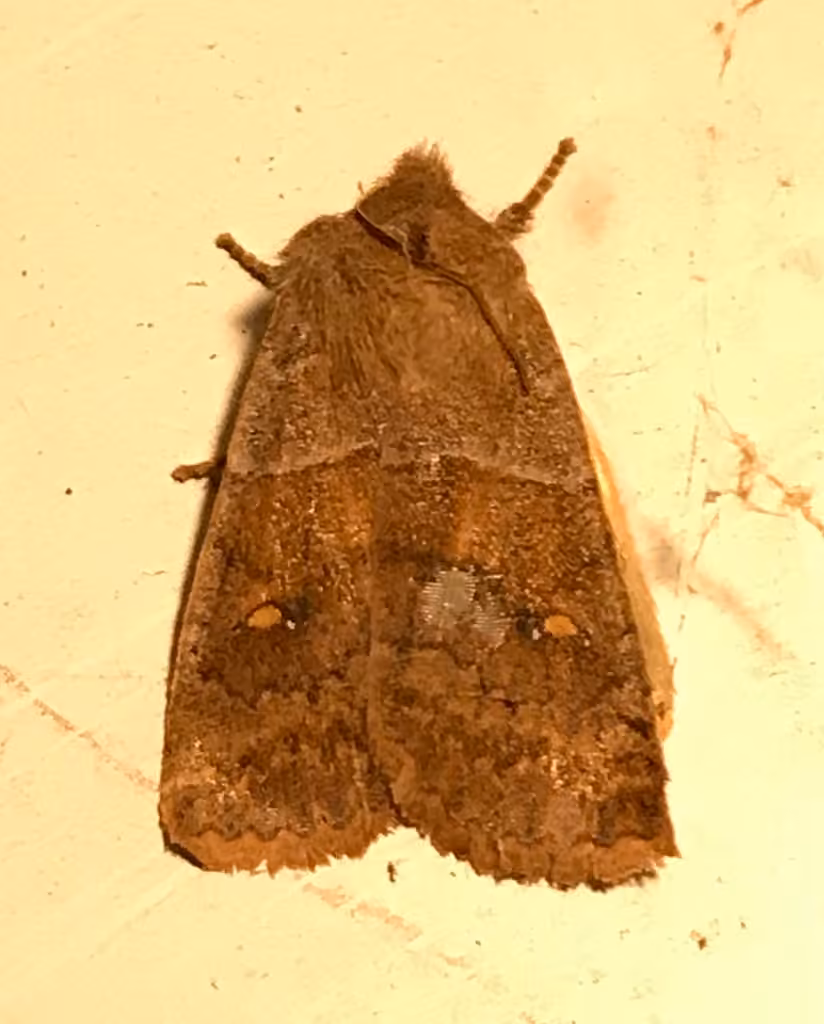 Straight-toothed Sallow, photo 1 sur 5