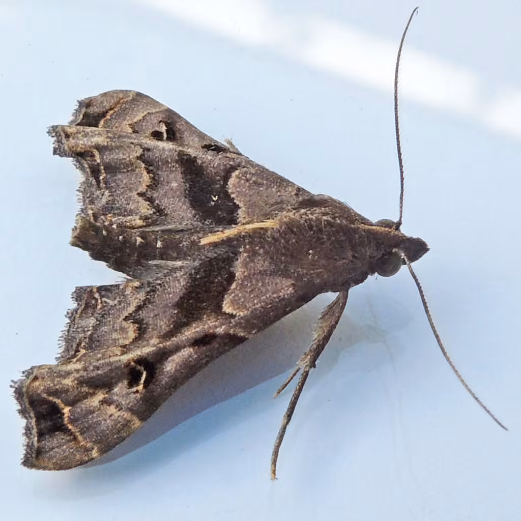 Faint-spotted Palthis Moth, photo 3 sur 5