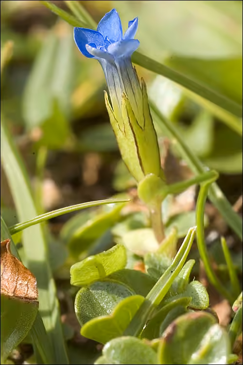 Snow gentian, photo 3 of 5