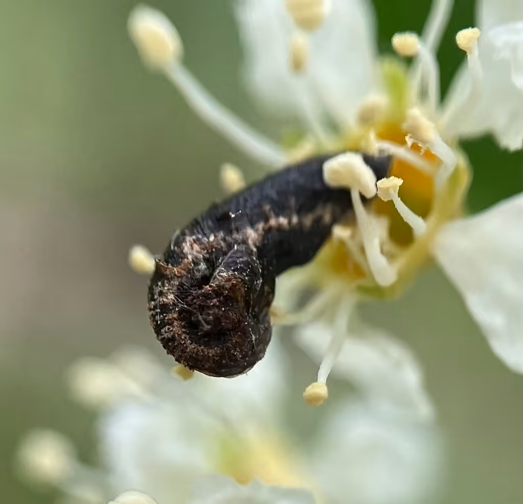 Pistol Casebearer Moth