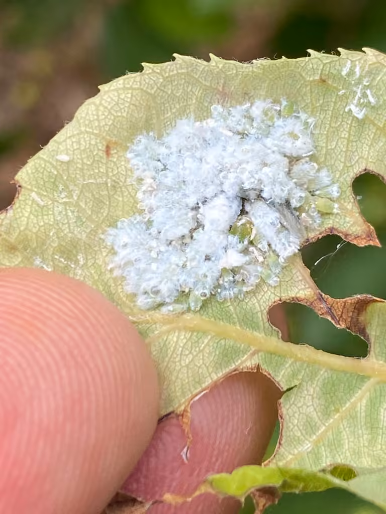 Prociphilus caryae, photo 3 sur 5