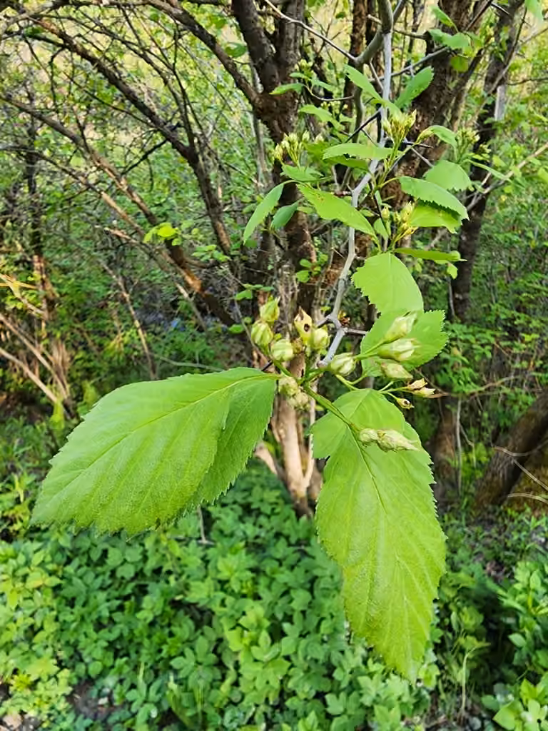 Aubépine de Brainerd, En boutons