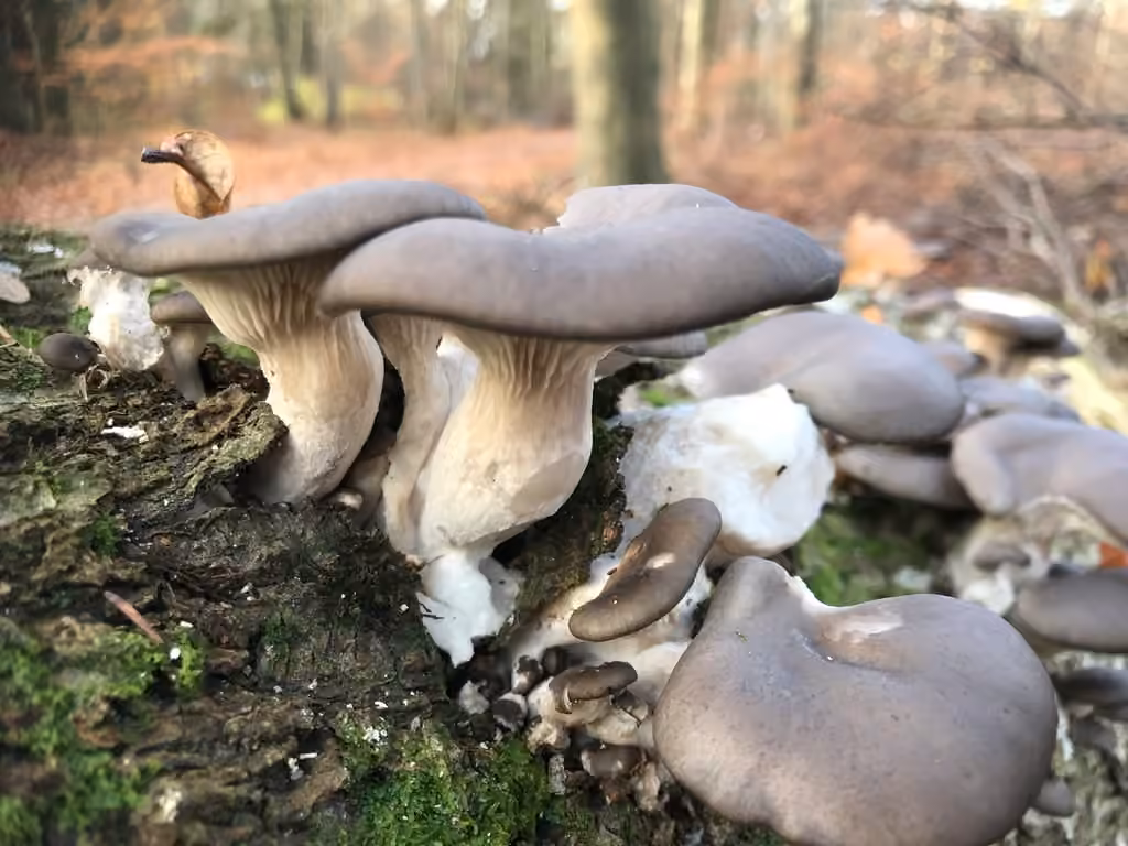 Pleurote en huître, photo 3 sur 5