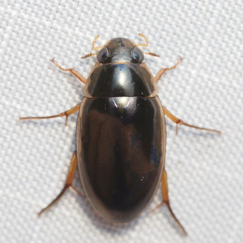 Lateral-lined Water Beetle, photo 1 of 5