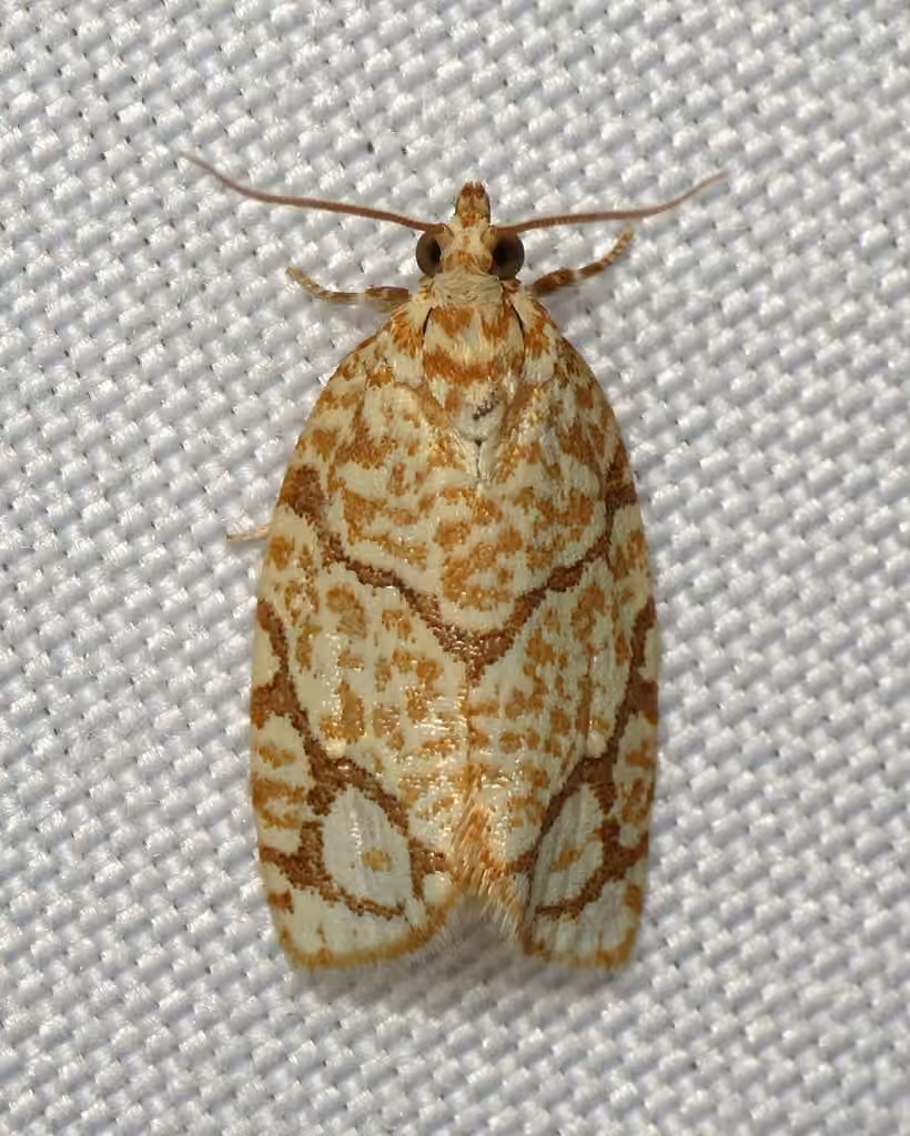 Yellow-winged Oak Leafroller Moth, photo 3 of 5