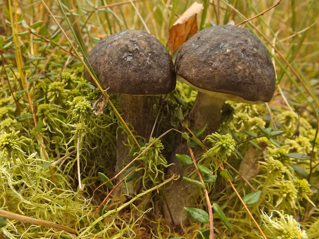 Bolet noir, photo 1 of 5