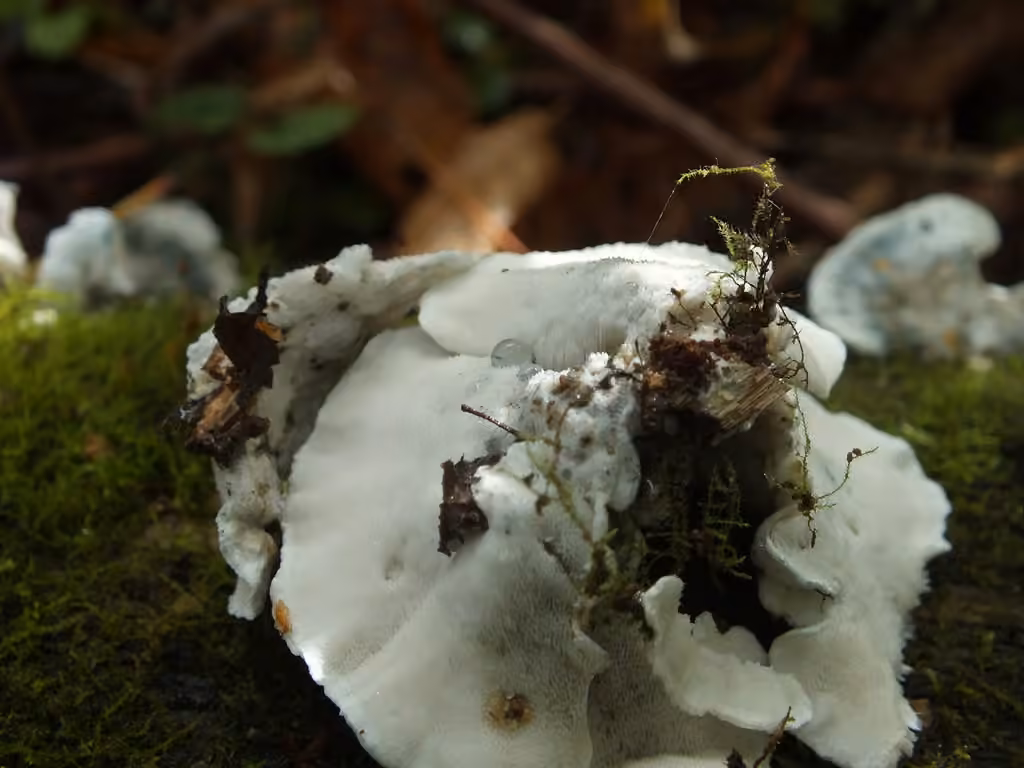 Cyanosporus alni, photo 3 sur 5