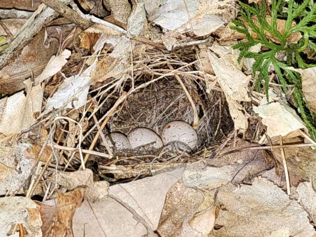 Paruline couronnée, photo 2 sur 5
