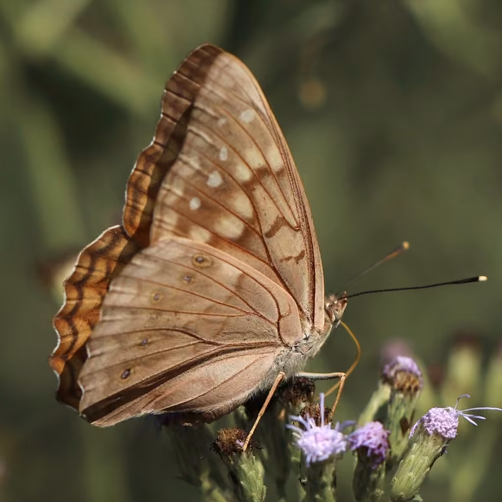 Tawny Emperor, photo 2 of 5
