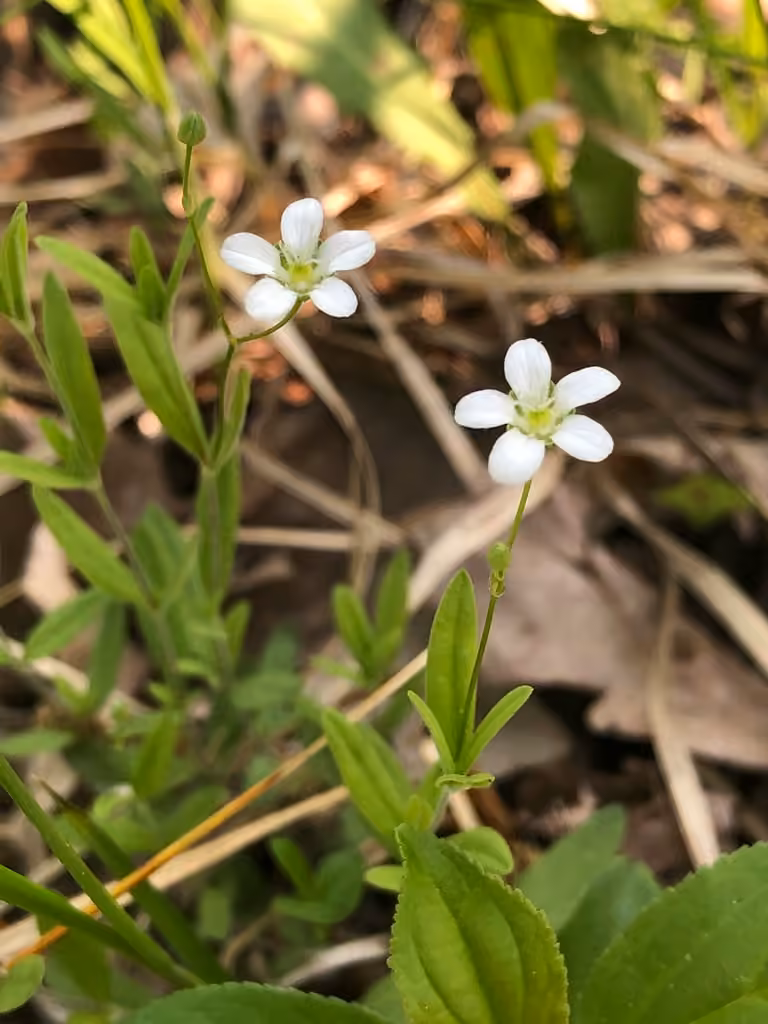 Grove sandwort