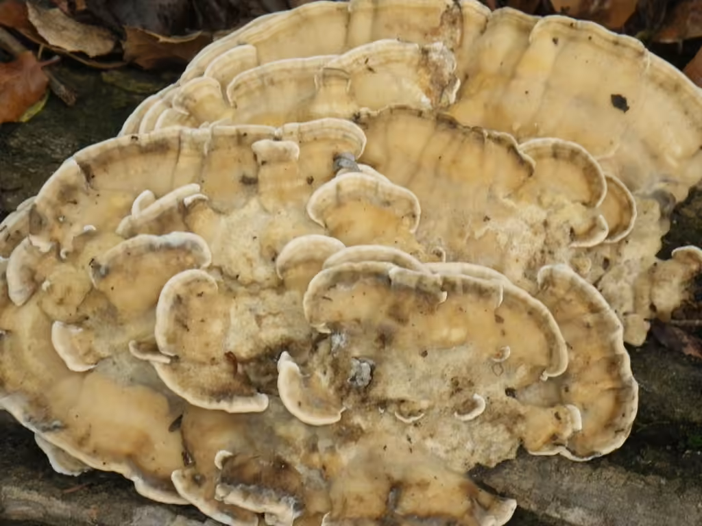 Black-staining Polypore, photo 2 of 5