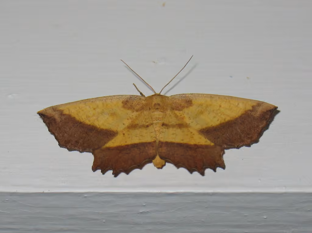 Saw-wing, photo 2 sur 5