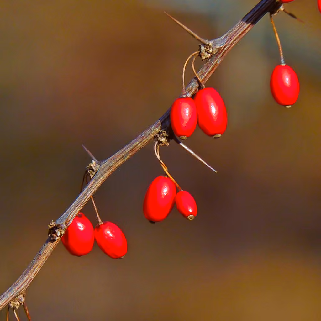 Japanese barberry, In fruit