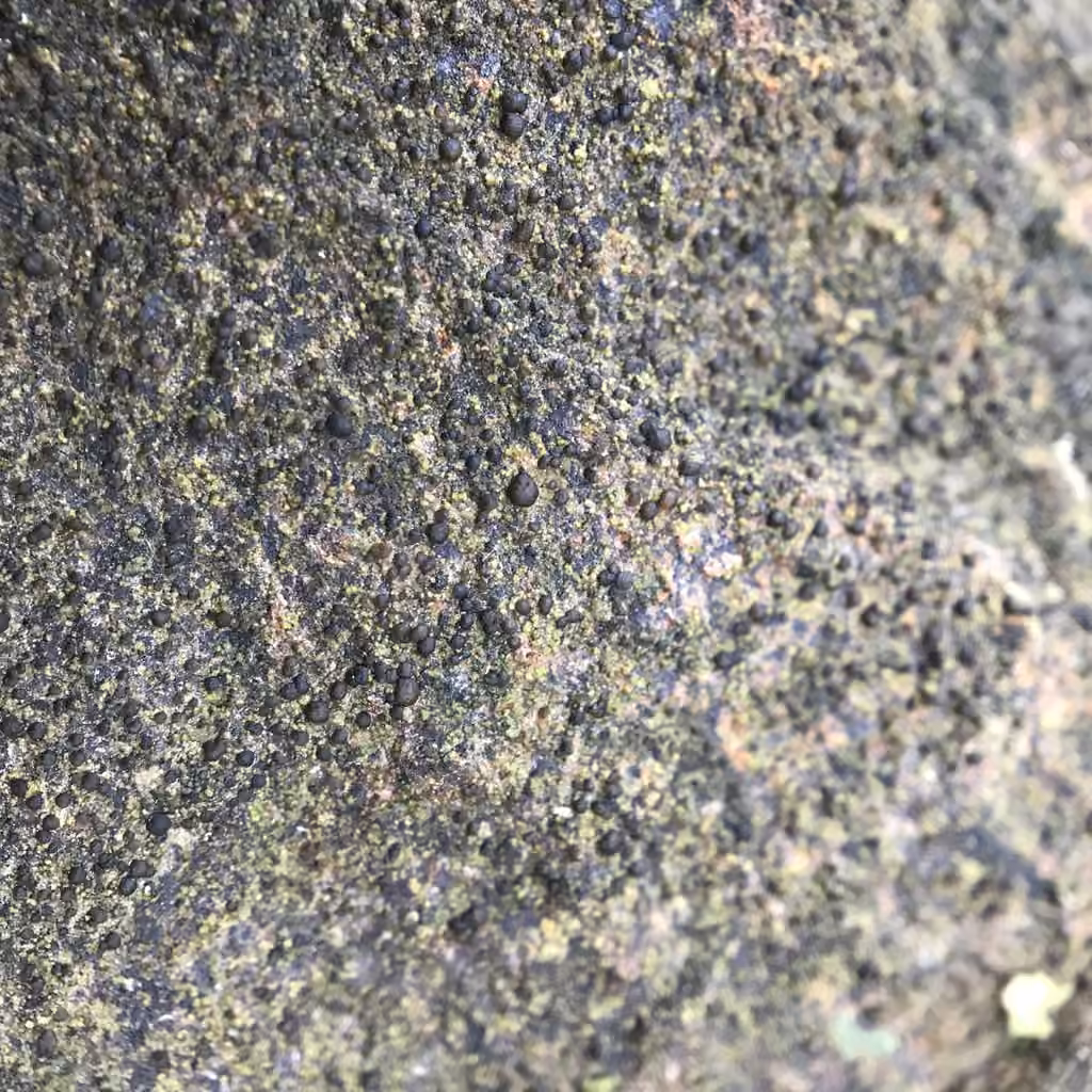Scoliciospore terre d'ombre, photo 2 sur 5