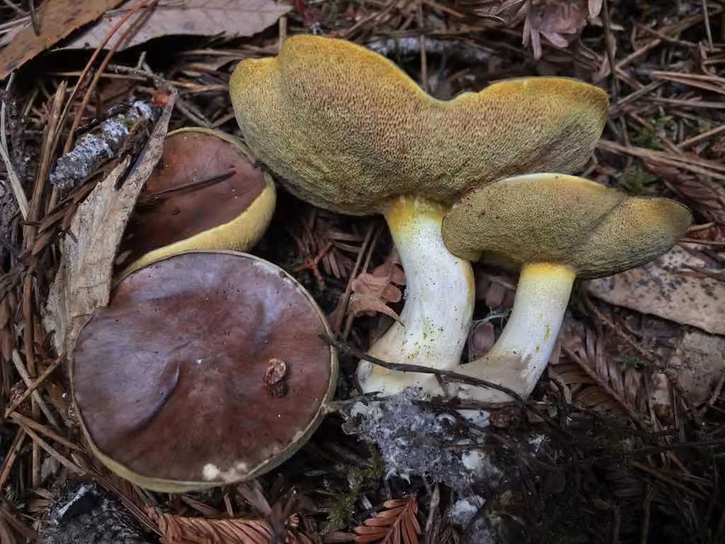 Short-stalked Suillus, photo 1 of 5