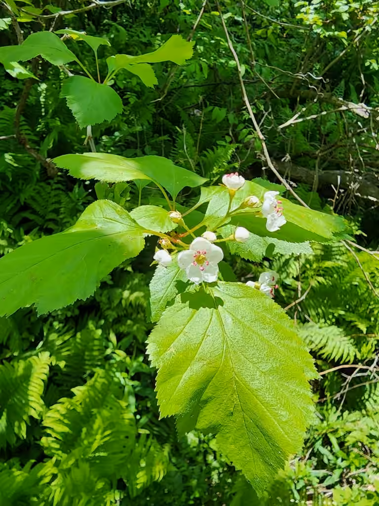 Crataegus aquilonaris, En fleurs