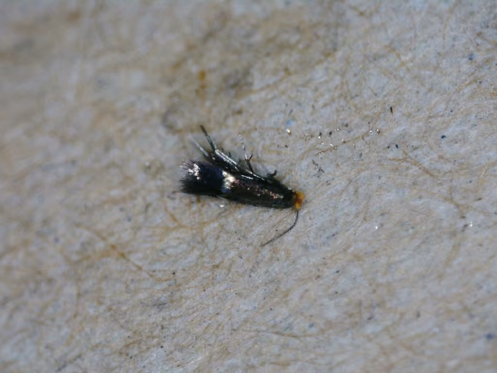 Stigmella villosella, photo 3 of 5