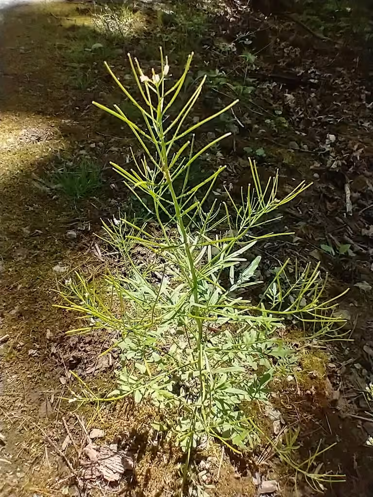 Pennsylvania Bittercress, In fruit