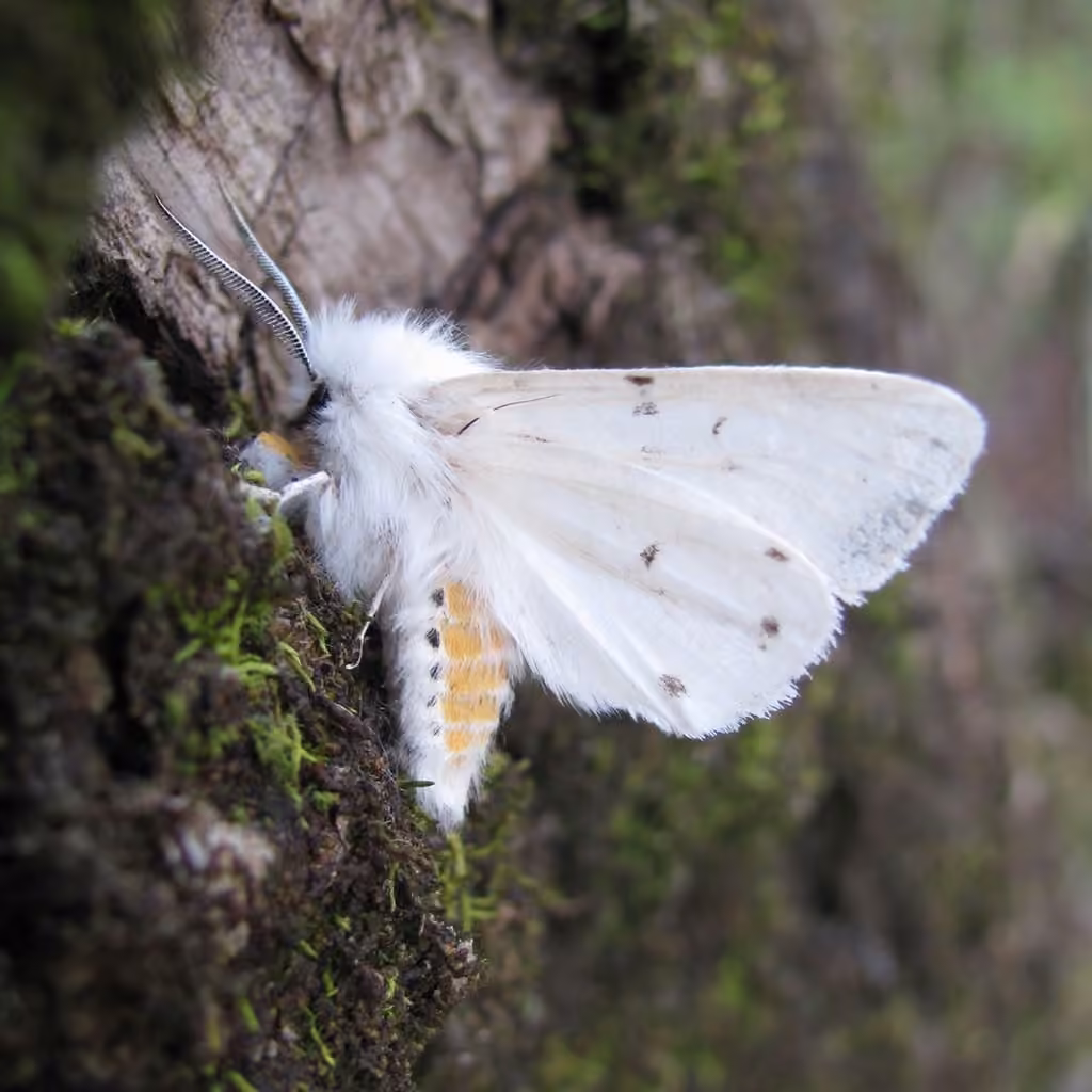 Dubious Tiger Moth