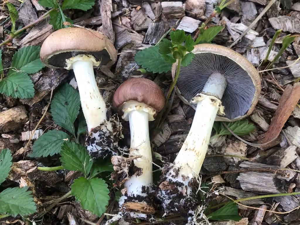 Cèpe de paille