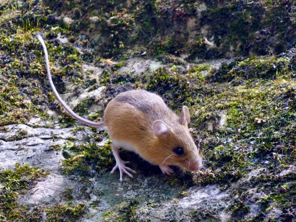Souris sauteuse des bois, photo 1 sur 5