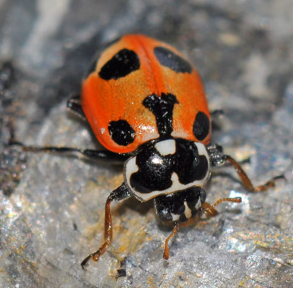 Coccinelle à parenthèses, photo 1 sur 5