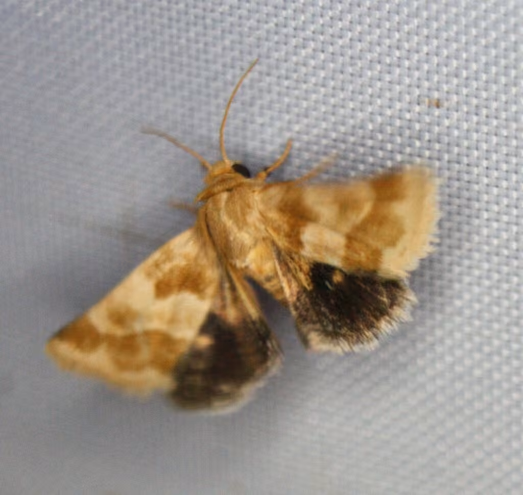 Erigeron Flower Moth, Adulte