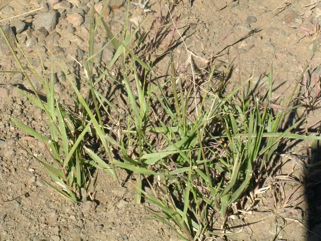 Sand dropseed, In flower