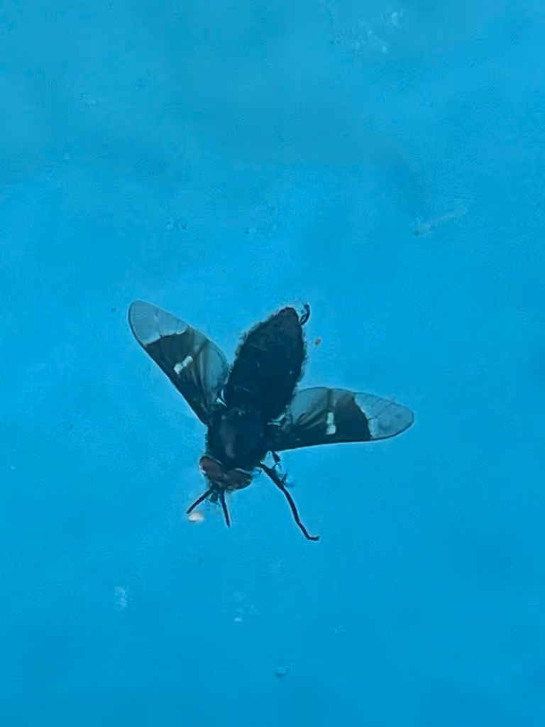 Ring-clawed Deer Fly, Male