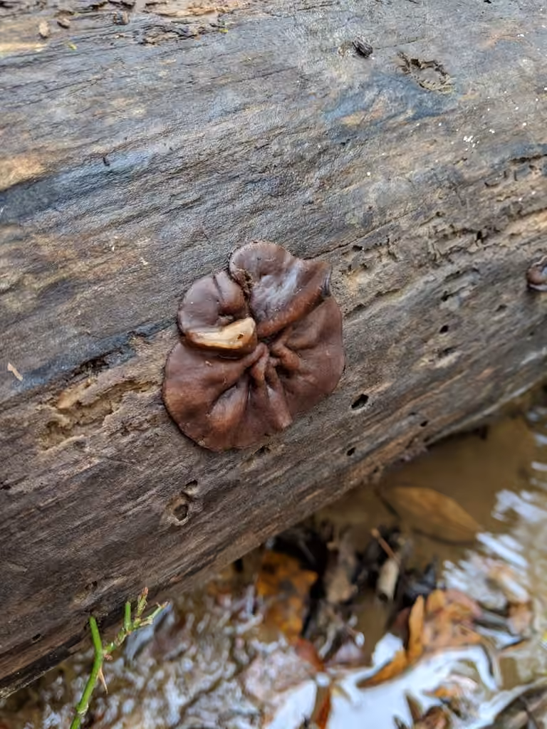 Copper Penny Fungus, photo 3 of 5