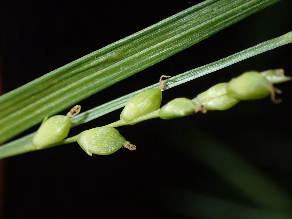 Carex digital, photo 1 sur 5