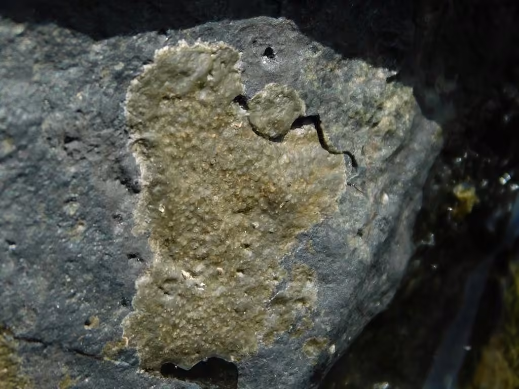 Verrucaire épaisse, photo 3 sur 5